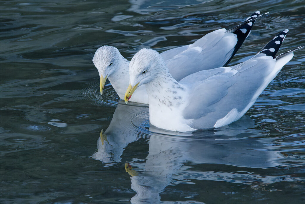 Herring Gull